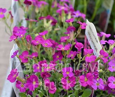 Aubrieta cultorum