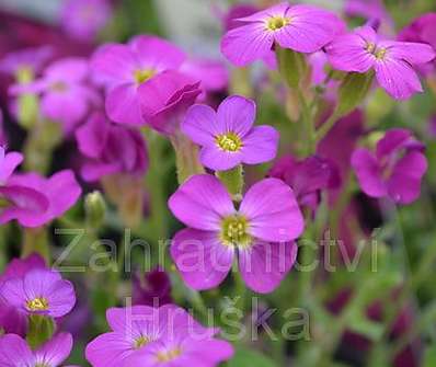 Aubrieta cultorum