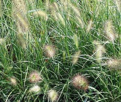 dochan - Pennisetum alopecuroides 'Hameln'