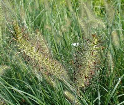 dochan - Pennisetum alopecuroides 'Hameln'