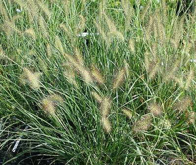 dochan - Pennisetum alopecuroides 'Hameln'