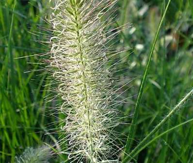 dochan - Pennisetum alopecuroides 'Hameln'