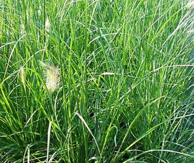 dochan - Pennisetum alopecuroides 'Hameln'