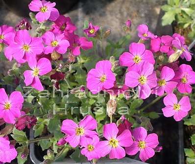 Aubrieta Bressingham Red