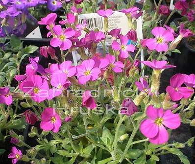 Aubrieta Bressingham Red