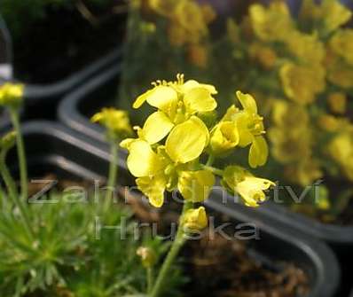 Draba brunifolia