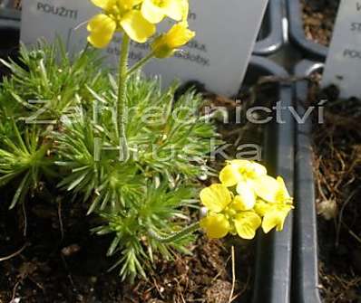 Draba brunifolia