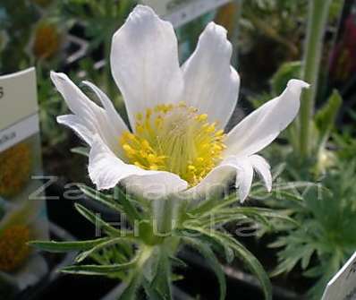 Pulsatilla vulgaris Pinwheel White
