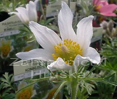 Pulsatilla vulgaris Pinwheel White