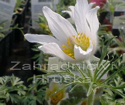 Pulsatilla vulgaris Pinwheel White