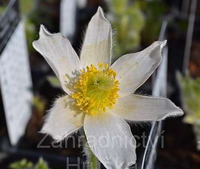 Pulsatilla vulgaris Pinwheel White