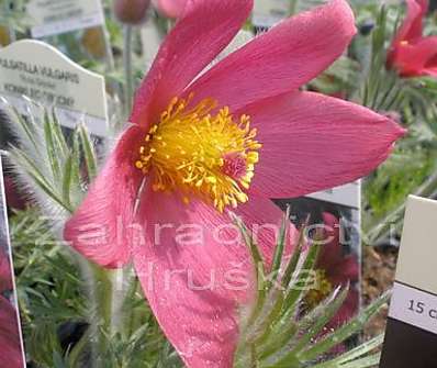 Pulsatilla vulgaris 'Rote Glocke'