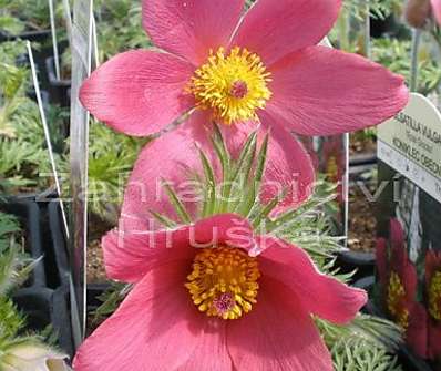 Pulsatilla vulgaris 'Rote Glocke'
