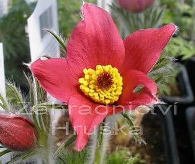 Pulsatilla vulgaris 'Rote Glocke'