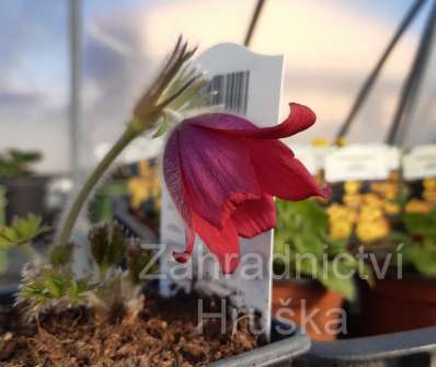 Pulsatilla vulgaris 'Rote Glocke'