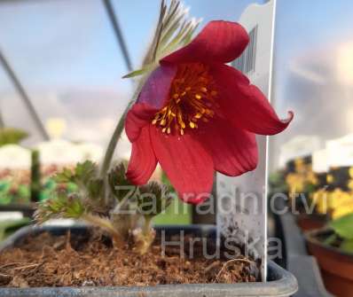 Pulsatilla vulgaris 'Rote Glocke'