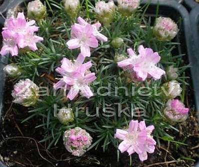 Armeria juniperifolia 'Roschen'