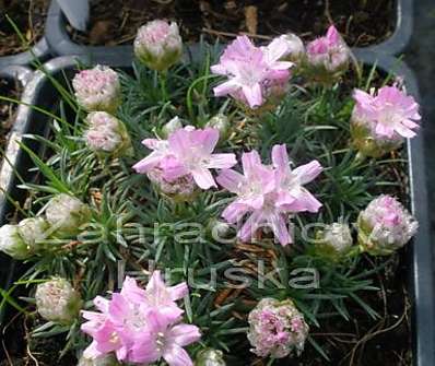 Armeria juniperifolia 'Roschen'