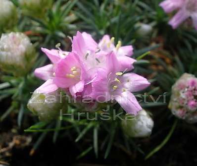 Armeria juniperifolia 'Roschen'