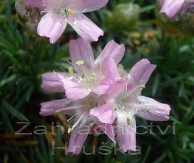 Armeria juniperifolia 'Roschen'