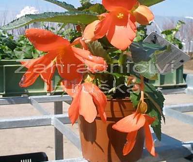 Begonia.