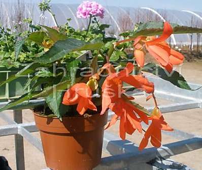 Begonia.