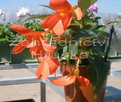 Begonia.