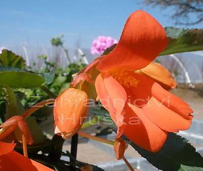 Begonia.