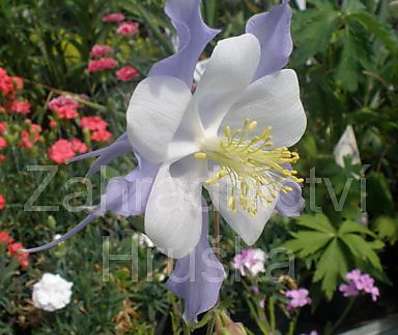 Aquilegia caeruela Himmelblau