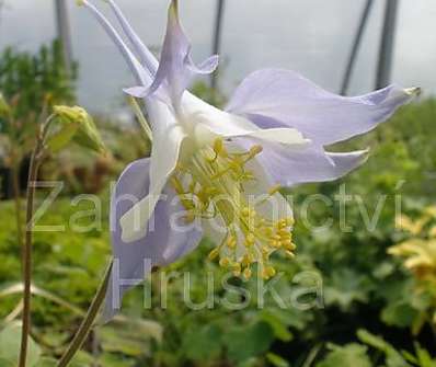 Aquilegia caeruela Himmelblau