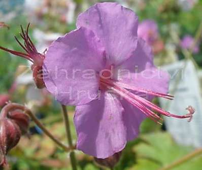 Geranium x cantabrigiense Karmina