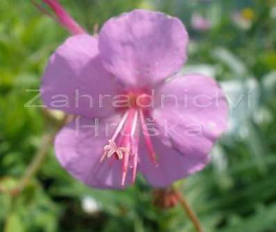 Geranium x cantabrigiense Karmina