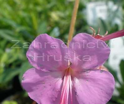 Geranium x cantabrigiense Karmina