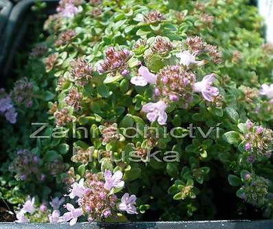 Thymus Rasta