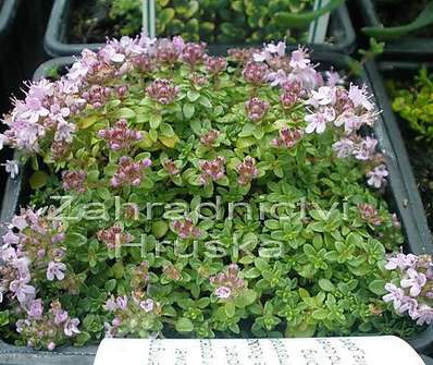 Thymus Rasta