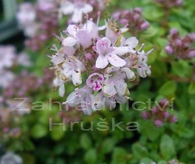 Thymus Rasta