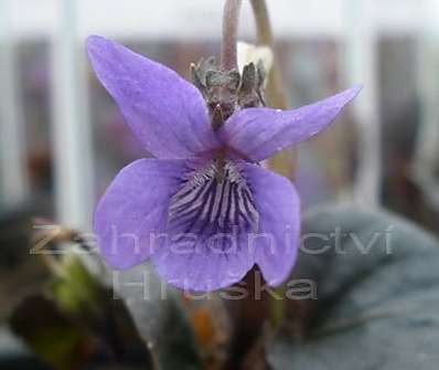 Viola labradorica