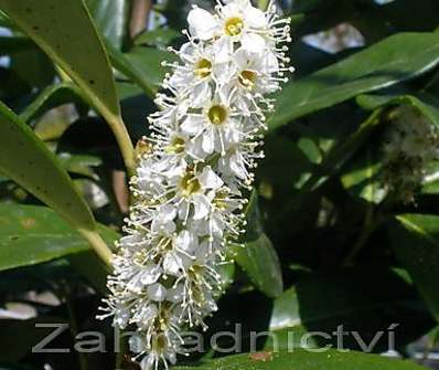 bobkovišeň - Prunus laurocerasus 'Novita'.