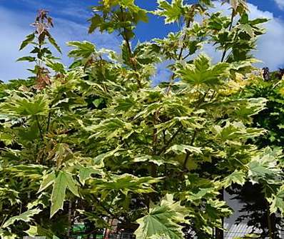 javor - Acer platanoides 'Drumondii'..