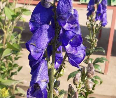 Aconitum carmichaelii Arednsii