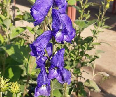 Aconitum carmichaelii Arednsii