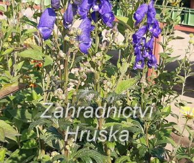 Aconitum carmichaelii Arednsii