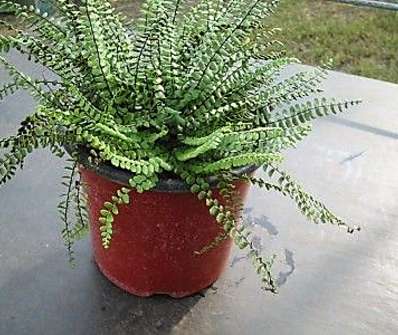 sleziník - Asplenium trichomanes