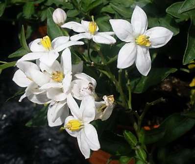 Solanum