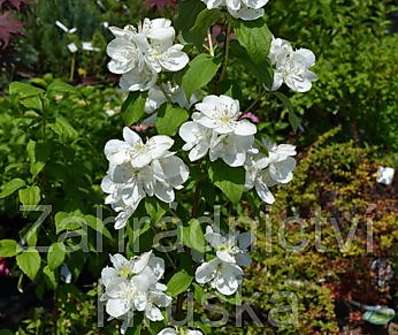 pustoryl - Philadelphus 'Virginal'