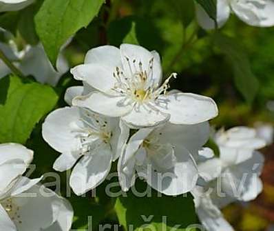 pustoryl - Philadelphus 'Virginal'