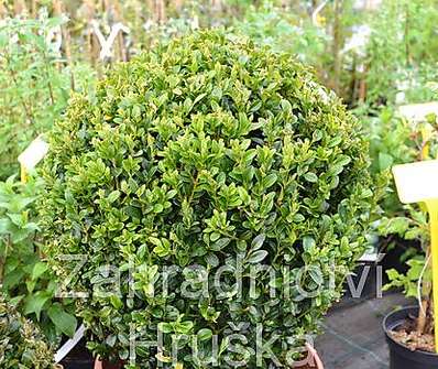 zimostráz - Buxus koule..