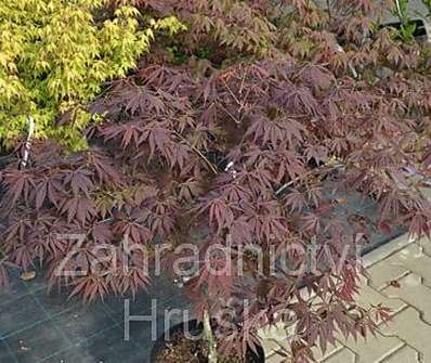 javor - Acer palmatum 'Burgundy Lace'