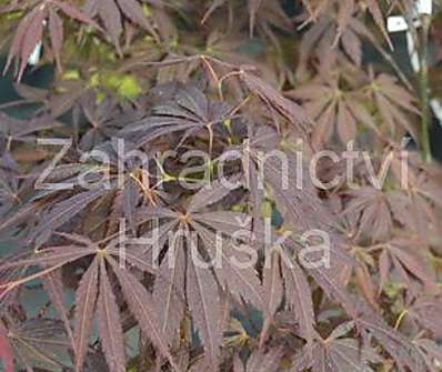 javor - Acer palmatum 'Burgundy Lace'