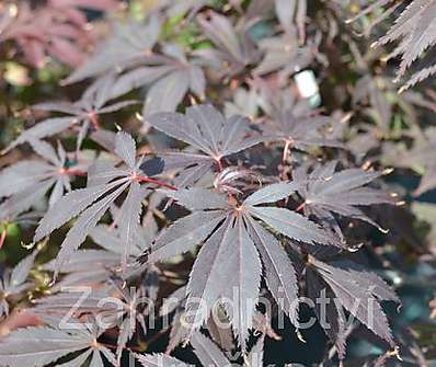 javor - Acer palmatum 'Burgundy Lace'